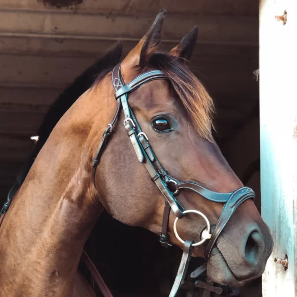 Anatomical Combined Flash Bridle with Reins