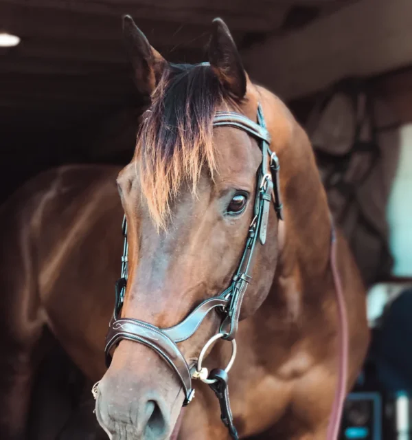 Anatomical Combined Flash Bridle with Reins - Image 2