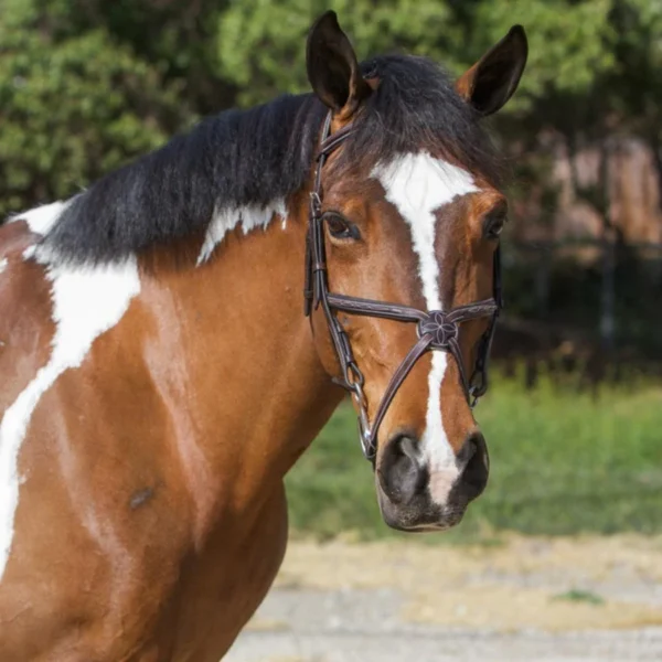 Designer Fancy Stitched Figure 8 English Bridle With Rubber Rein